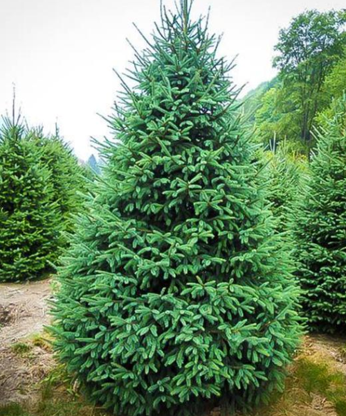Picea Glauca - Épinette blanche