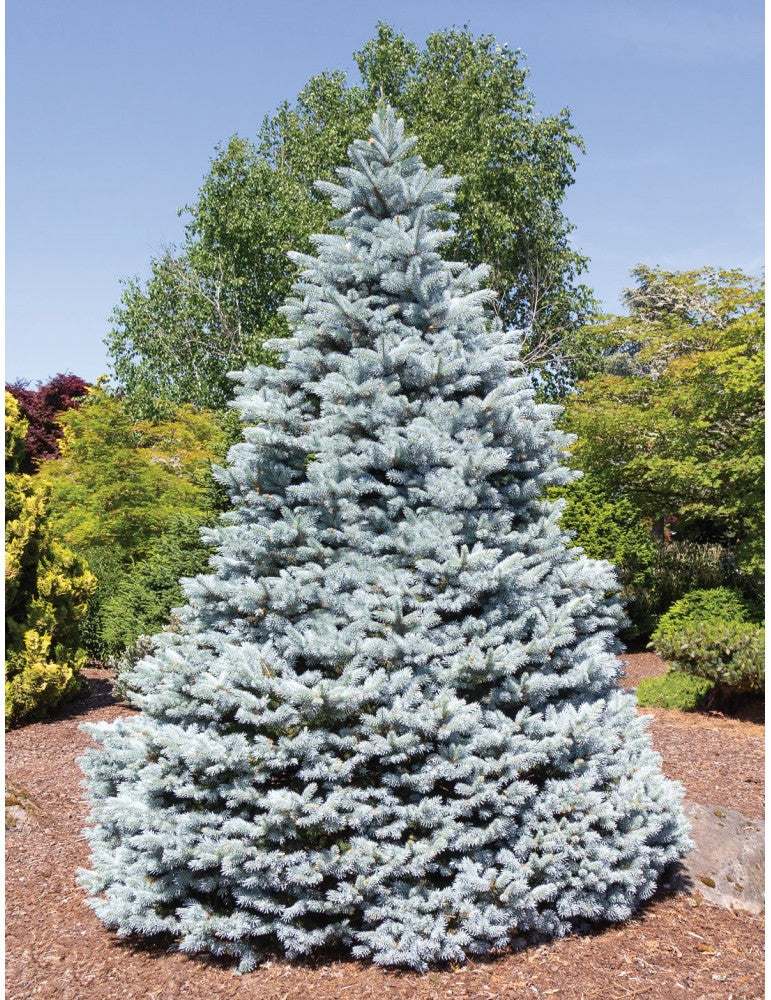 Picea Pungens Monty