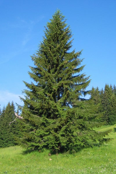 Picea abies - Épinette de Norvege / Norway Spruce