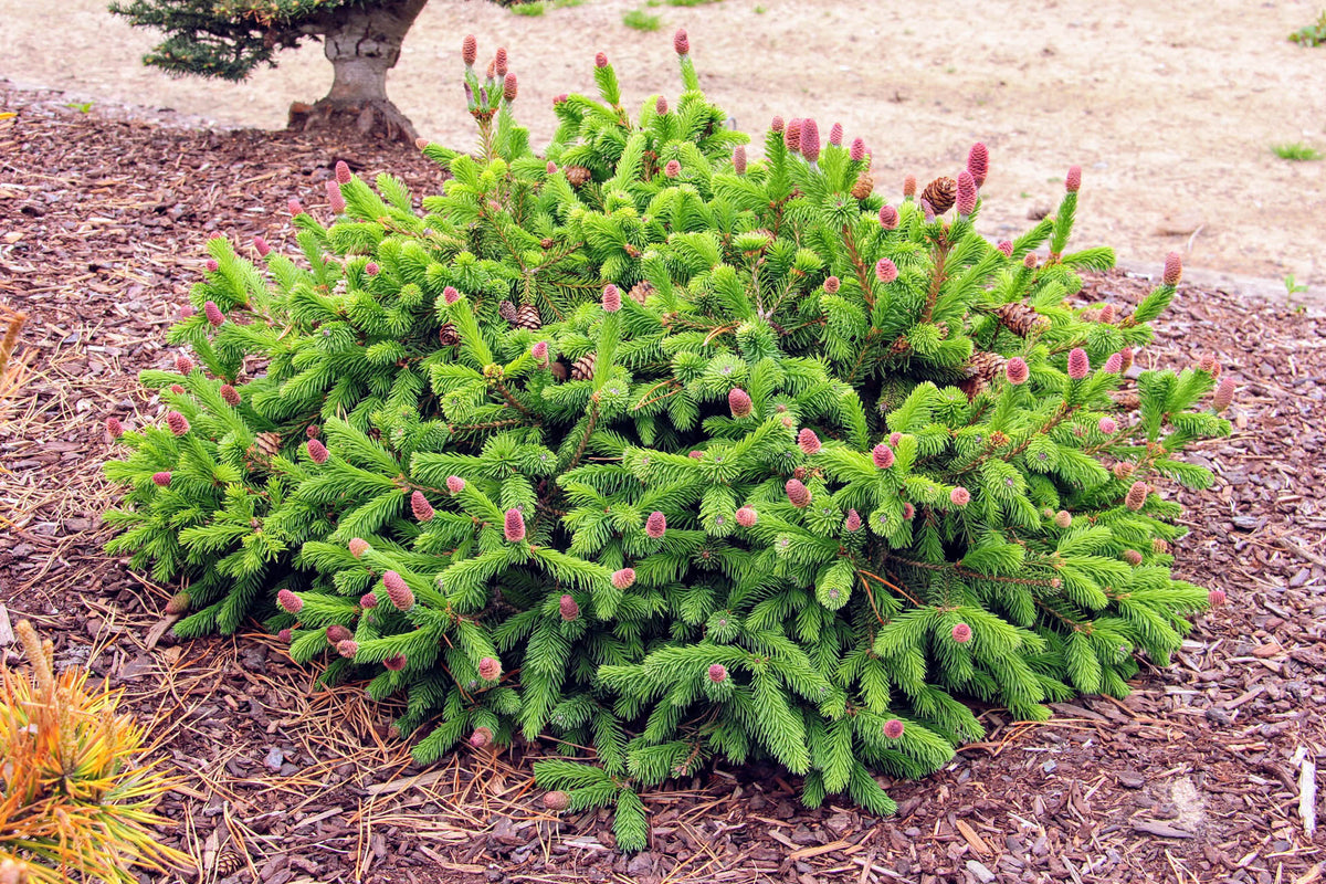 Picea abies 'Pusch' (Norway Spruce)