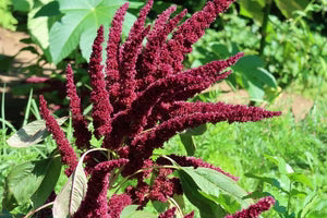 Semence - Amarante 'Pigmy Torch' - Semences du portage