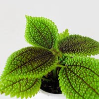 Pilea involucrata 'Moon Valley'