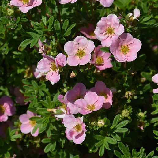 Potentille Pink beauty