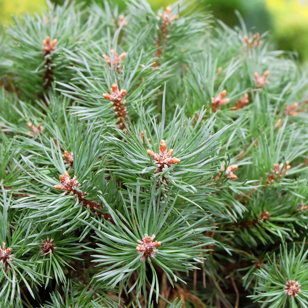 Pinus mugo Slowmound - Pin mugo nain Slowmound