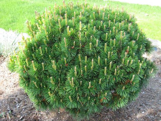 Pinus Mugo mughus