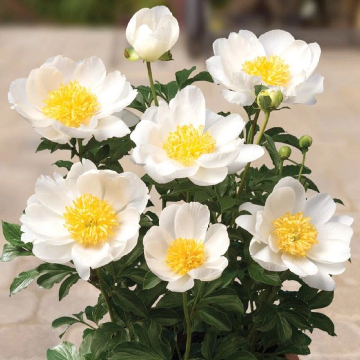 Paeonia patio Dublin - pivoine
