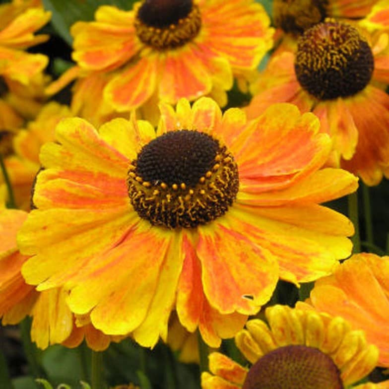 Helenium 'Sahin's Early'