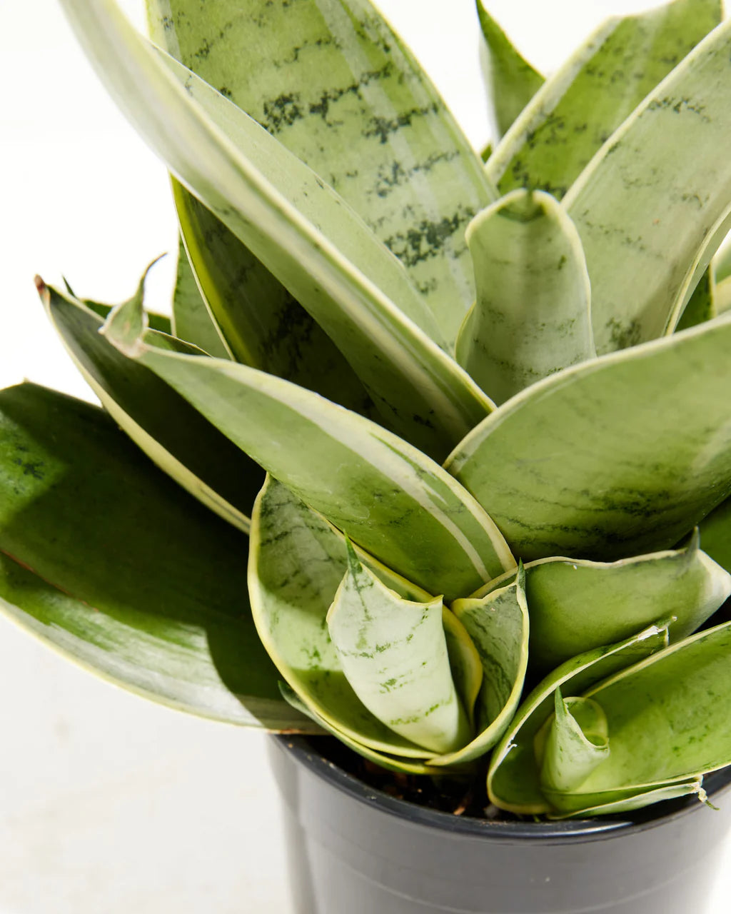 Sansevieria Night Owl