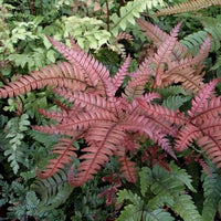Pteris aspericaulis var. tricolor - orange fern