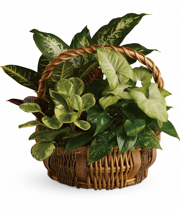 Panier de plante Plantapalooza