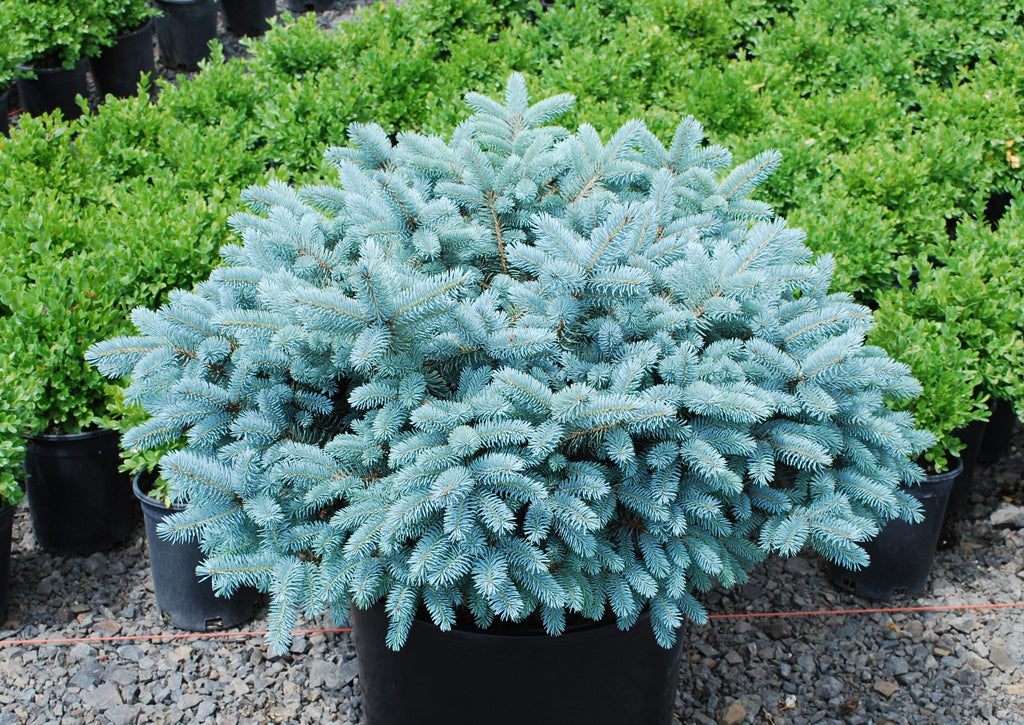 Picea pungens glauca 'Globosa'