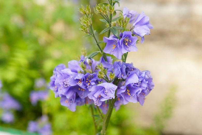 Polemonium caeruleum 'Bambino Blue' (Jacob's Ladder)