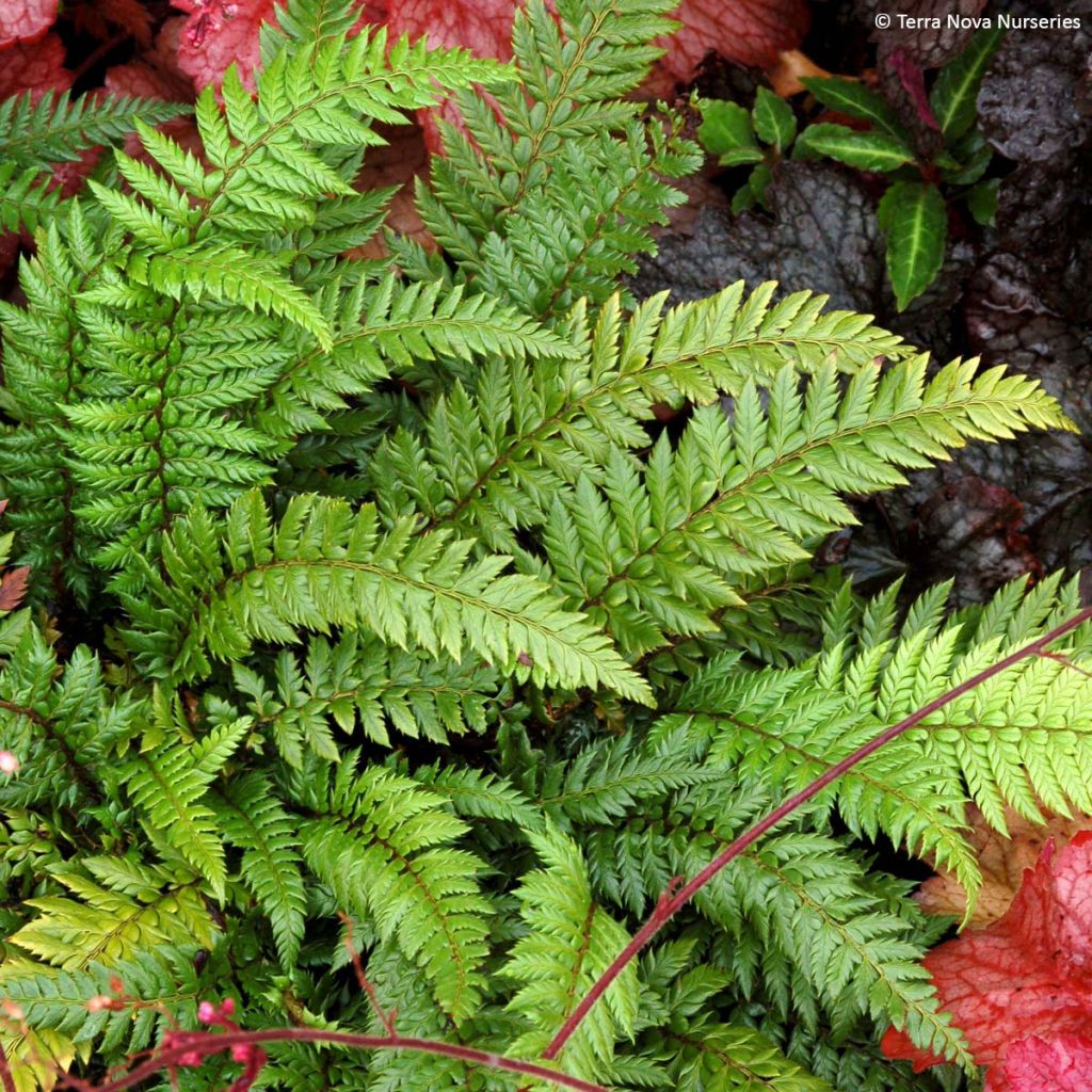 Fougère exotique fern - Holly