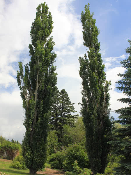 Populus canescens (x) 'Tower'