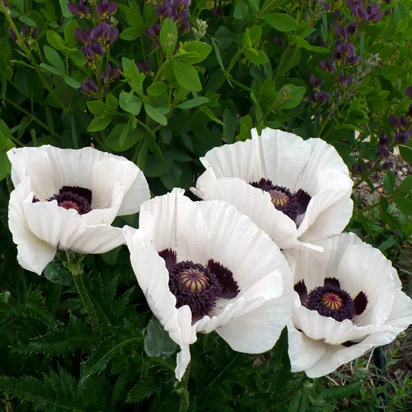 PAPAVER 'Royal Wedding' (orientale)