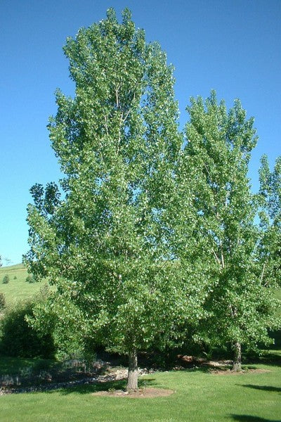 Populus Deltoides Siouxland