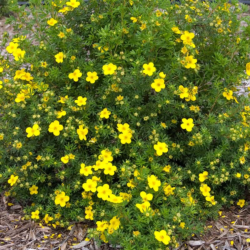 Potentilla Goldfinger