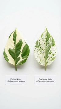 Epipremnum aureum Pearls & Joy - Pothos Pearl N Joy