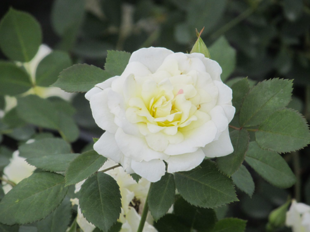 Rosa 'Prairie Snowdrift' - rosier