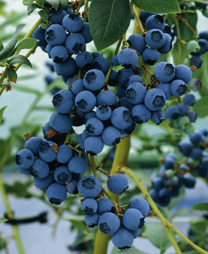 Vaccinium corymbosum 'Blue Ray' - Bleuet