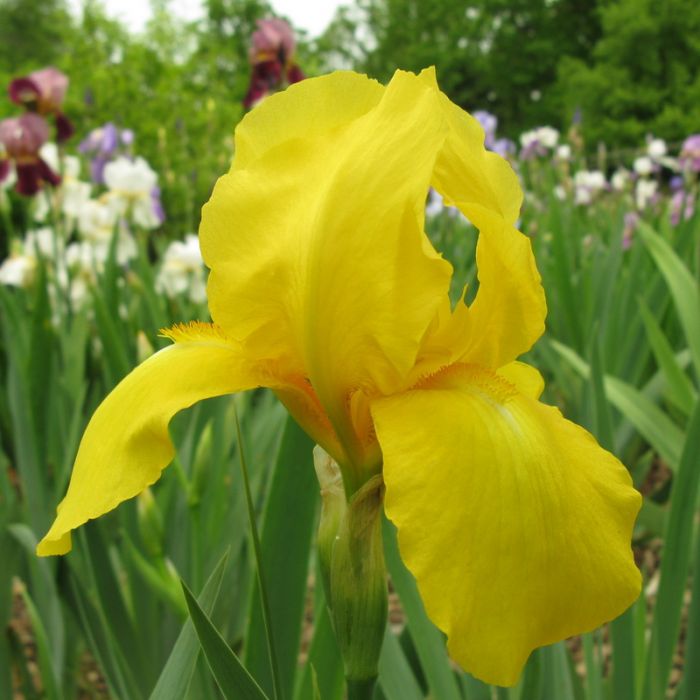 Iris barbata 'Golden Encore'