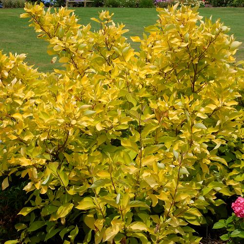 Cornus alba "Golden Prairie Fire"