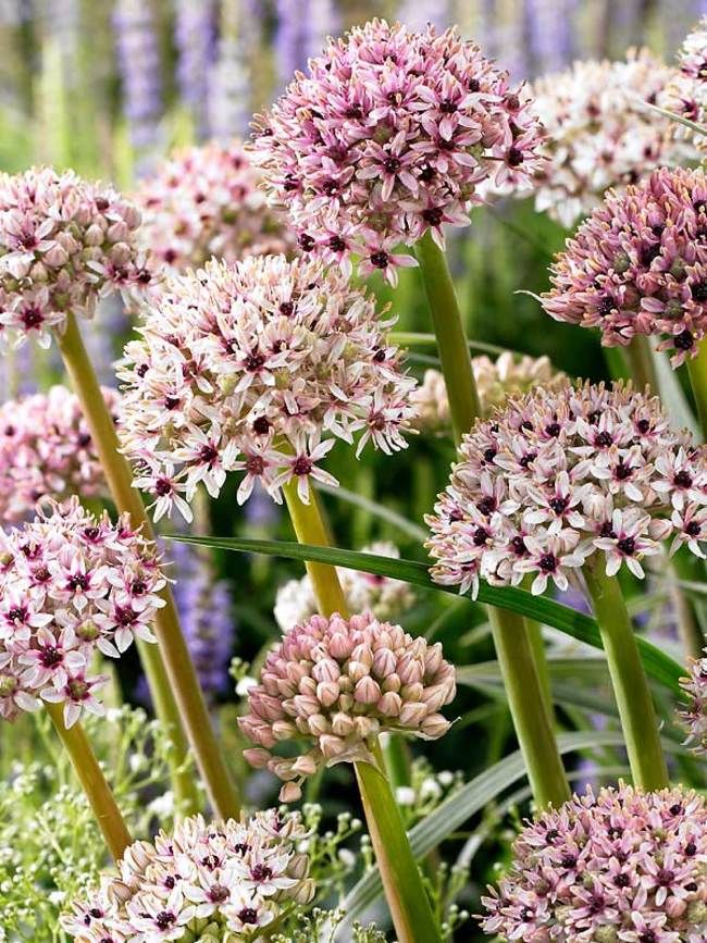 Bulbe d'automne - Allium Silver Spring