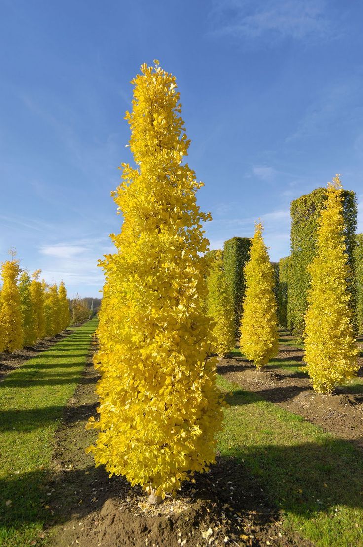 Ginkgo - Biloba 'Goldspire'