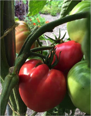 Seed - Tomato 'Pruden's Purple' - Portage Seeds