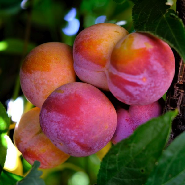 Prunus domestica 'Toka' - prunier