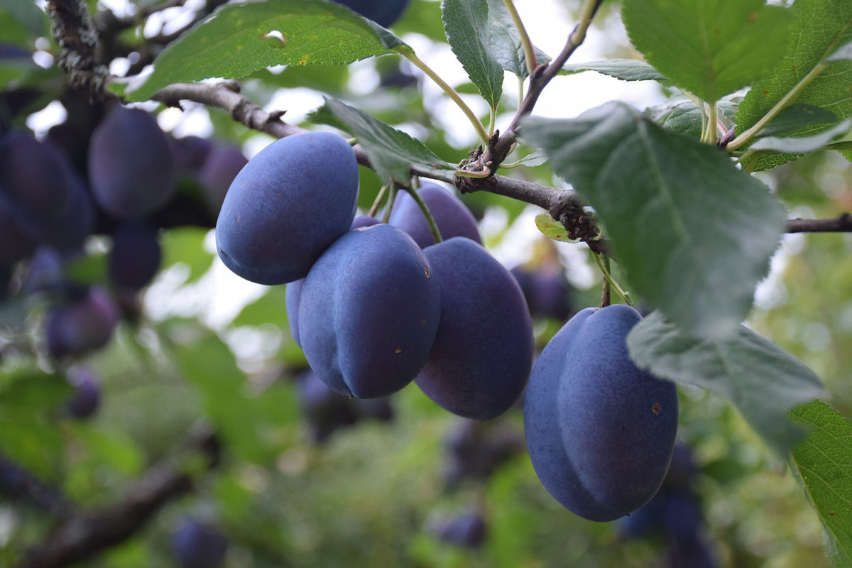 Pruniers - Domestica - Stanley Prunus