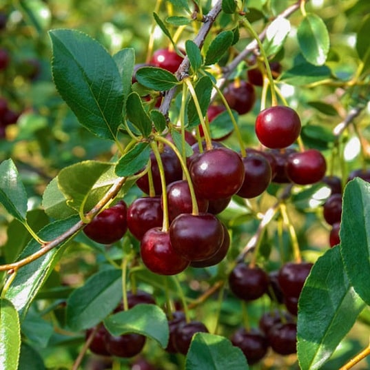 Prunus cerasus 'Carmine Jewel' - cerisier