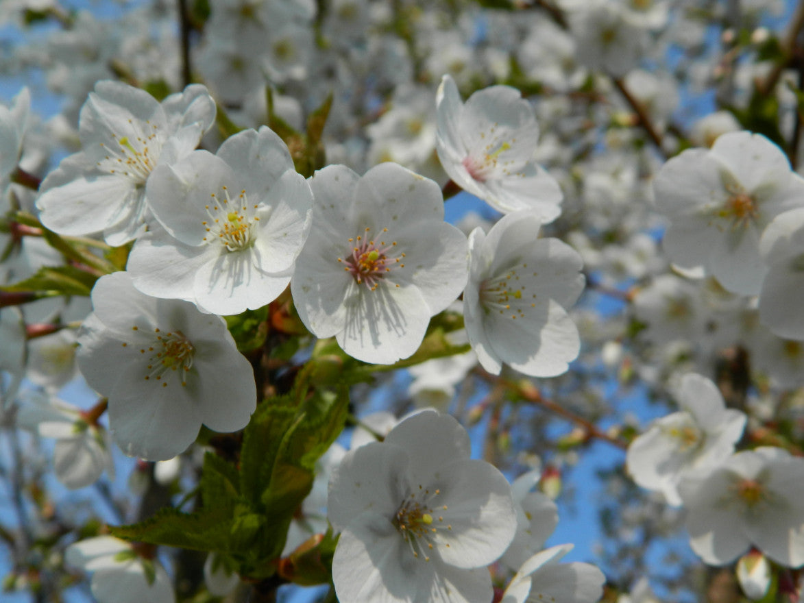 Prunus avium 'Stella' - Cerisiers