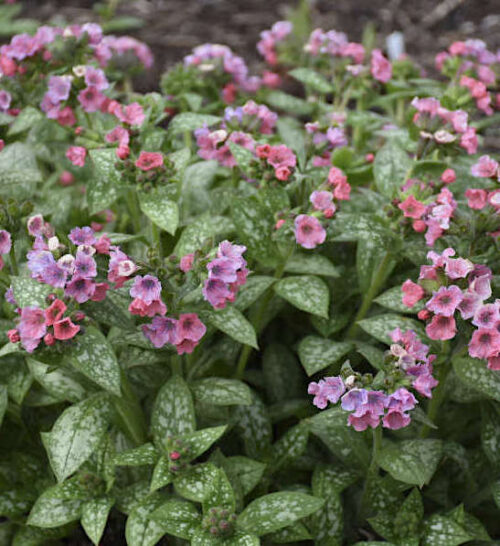 Pulmonaria saccharata 'Pretty in Pink' - Pulmonaire