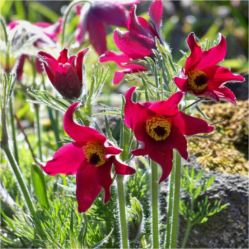 Pulsatilla vulgaris 'Rubra' - Anémone pulsatille