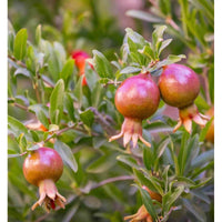 Punica granatum - (Grenande) - pomegrenade