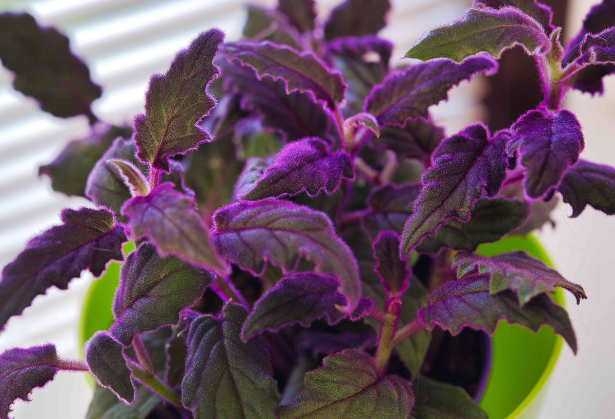 Gynura Aurantiaca 'Purple Passion' - Plante de velours