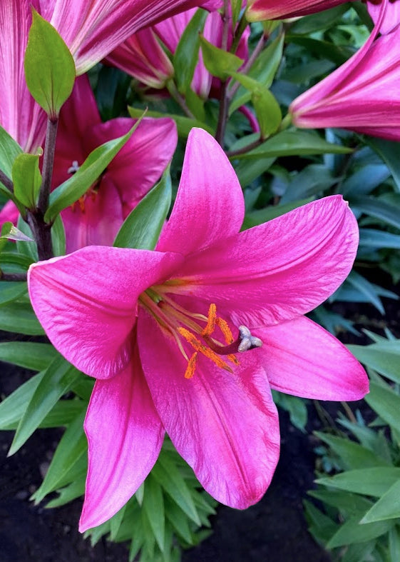 Lys hybrid Purple Prince ( Lilium )