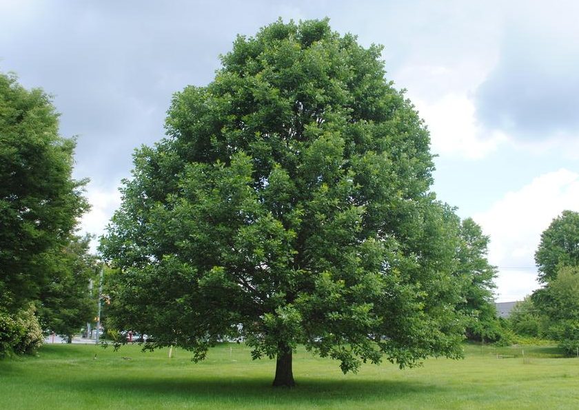 Quercus Bicolor