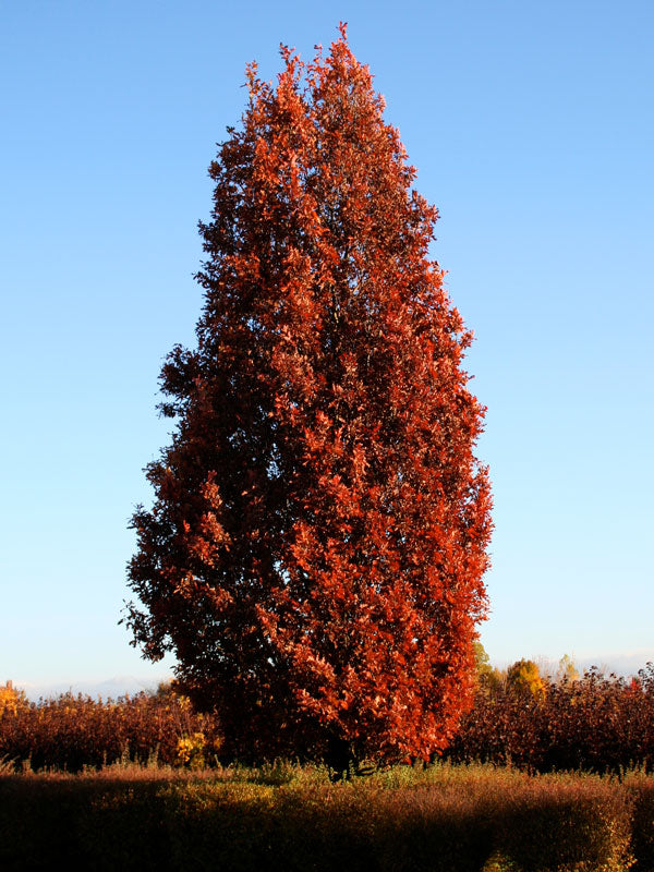 Quercus - Robur - Crimson Spire - Chêne