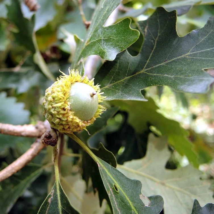 Quercus Macrocarpa - Chêne à gros fruit
