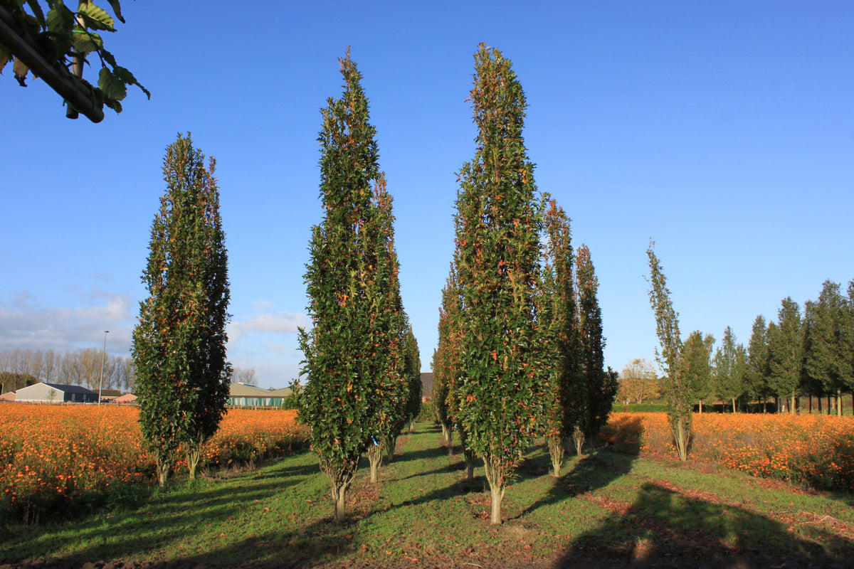 Quercus - Palustris - Green Pillar - Chêne