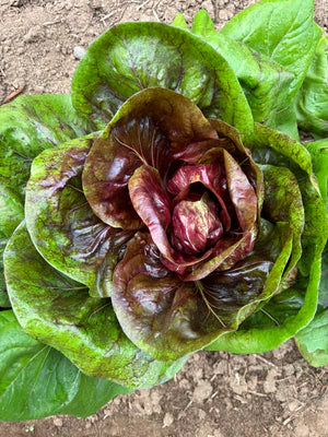 Seeds - Radicchio 'Palla Rossa' - Portage Seeds