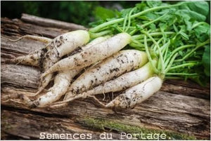 Seed - White Icicle Radish - Portage Seeds