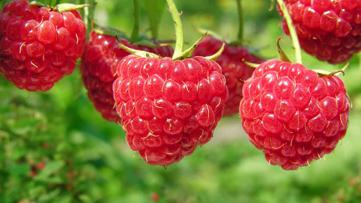 Framboises 4 saisons