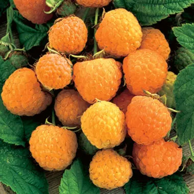 Rubus idaeus 'Anne' - Framboisier jaune