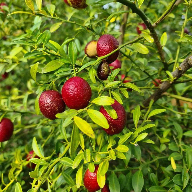 Citrus Red lime