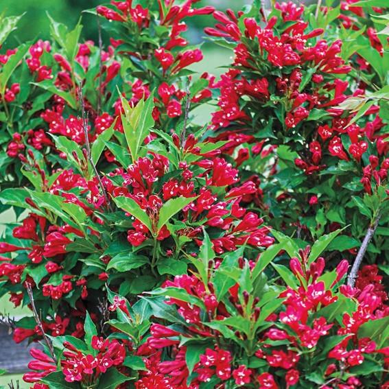 Weigela Red Prince