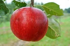 Pommier Redfree - MALUS