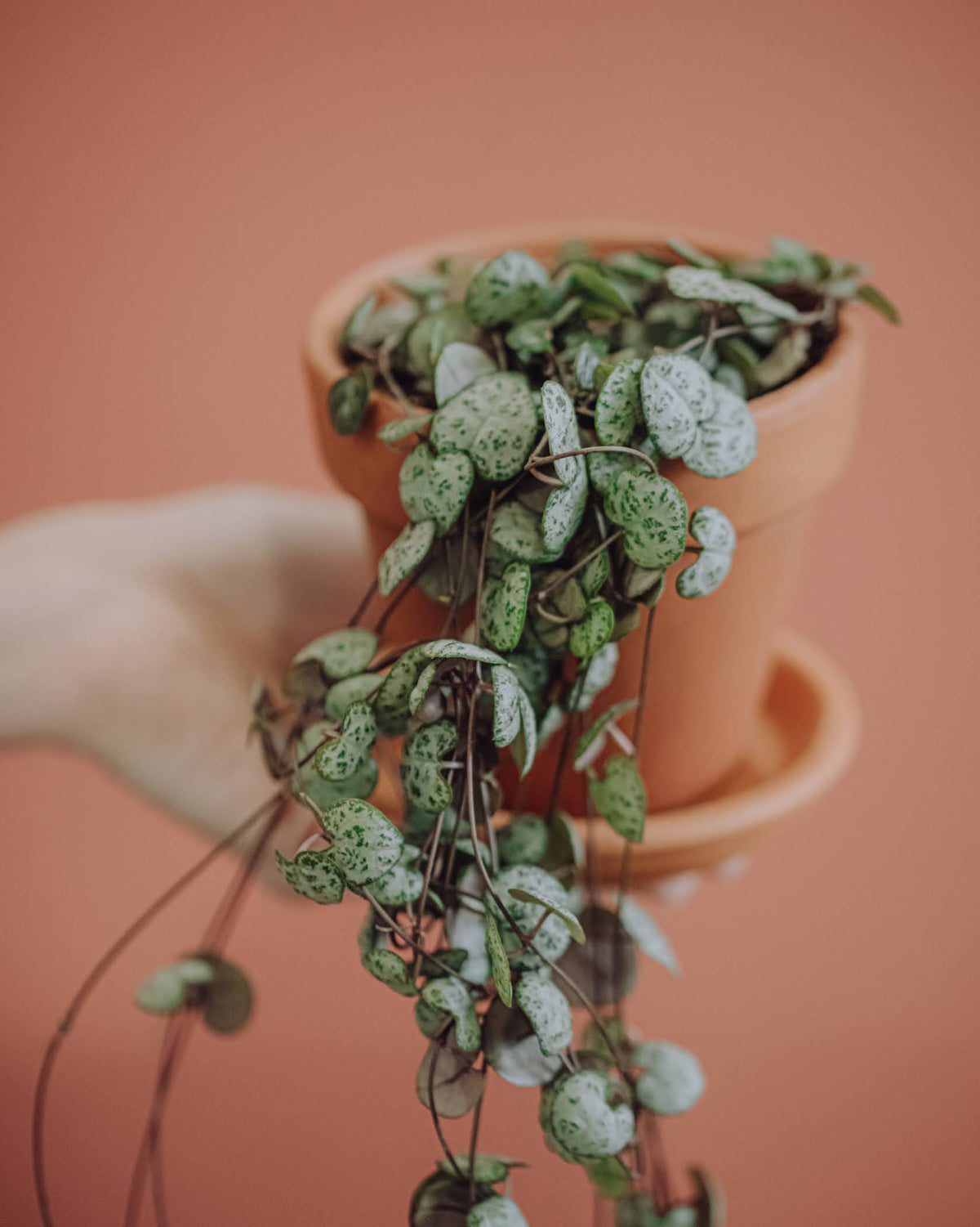 Ceropegia Woodii (Chaîne de coeurs) - Silver Glory